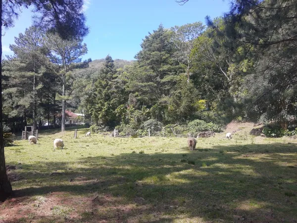 Chácara à venda com 5 quartos, 400.00m² - Centro,Morro Reuter