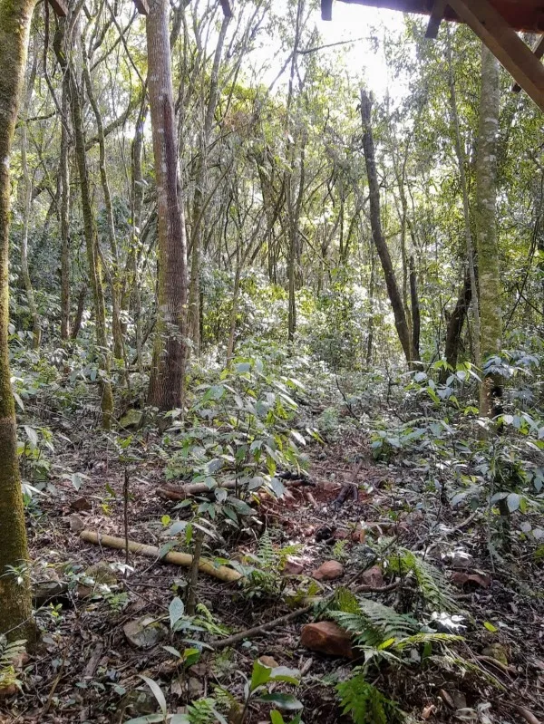 Sítio à venda - Vila Seger,Santa Maria do Herval
