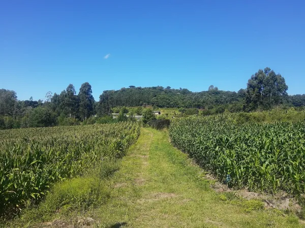 Chácara à venda com 4 quartos, 420.00m² - Padre Eterno Ilges,Santa Maria do Herval