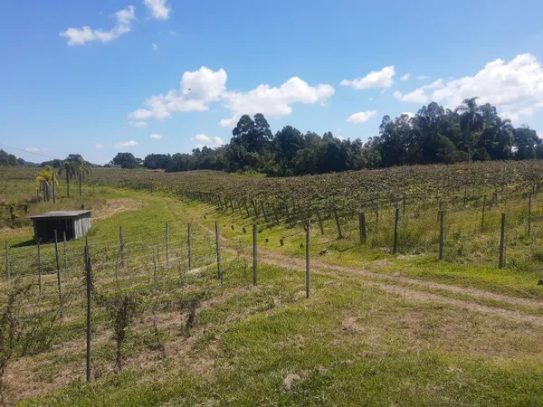Chácara à venda com 3 quartos, 160.00m² - Nova Renânia,Santa Maria do Herval