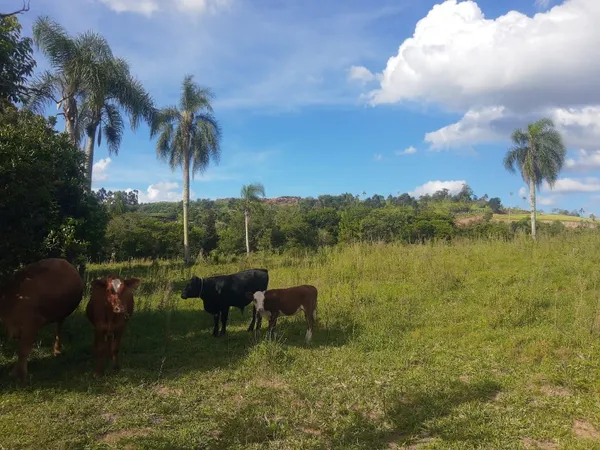 Chácara à venda - Quatro Colônias,Campo Bom